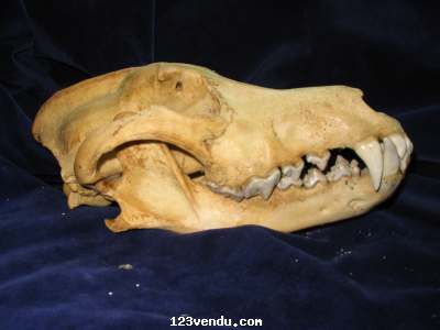 Annonces classees img:preview Collectionneur de crânes d