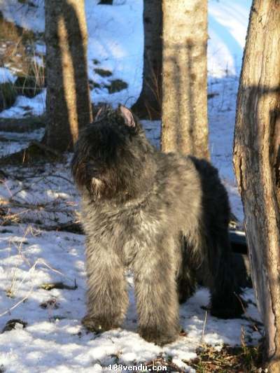 Annonces classees img:preview Bouvier des flandres