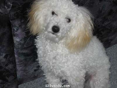 Annonces classees img:preview Caniche miniature