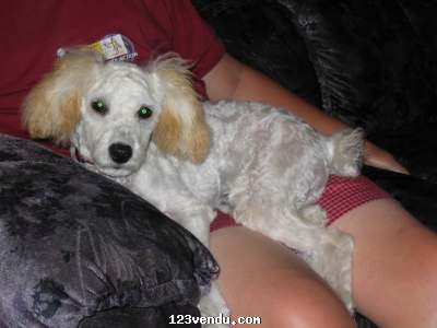 Annonces classees img:1 