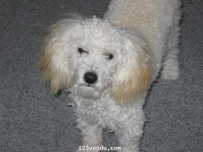 Annonces classees img:2 