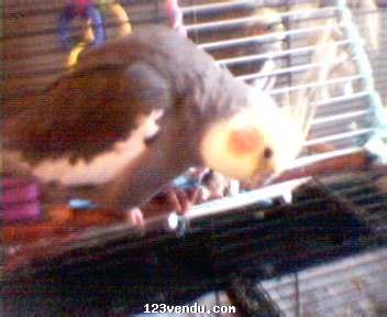 Annonces classees img:preview superbes cockatiel
