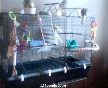 Annonces classees img:1 