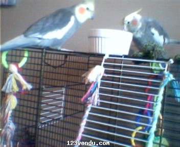 Annonces classees img:2 