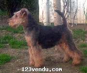 Annonces classees img:preview Chiots welsh terrier