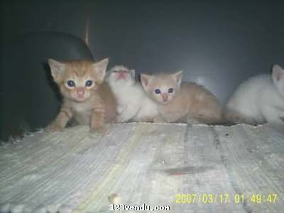 Annonces classees img:preview chatton ,et male oriental bleu