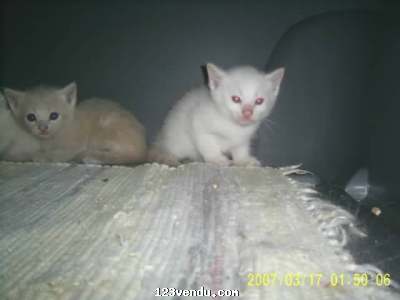 Annonces classees img:1 