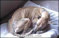 Annonces classees img:preview Rassemblement anti usine à chiots!!!!