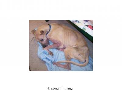 Annonces classees img:preview MANIFESTATION ANTI USINE A CHIOTS