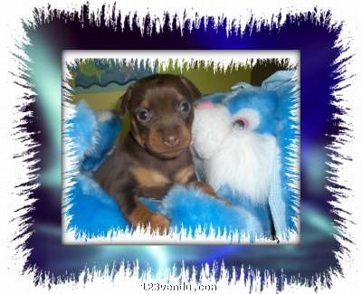 Annonces classees img:preview PINSCHER PINCHER PINSHER MINIATURE CHIOTS DOBERMAN