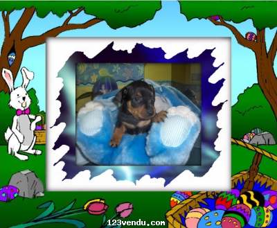 Annonces classees img:1 