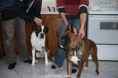 Annonces classees img:preview chiot boxer male