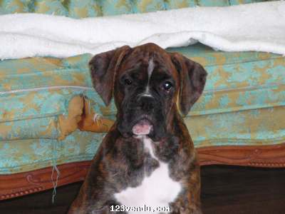 Annonces classees img:1 