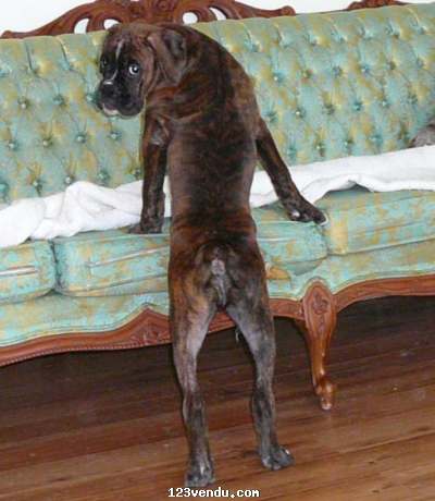 Annonces classees img:2 