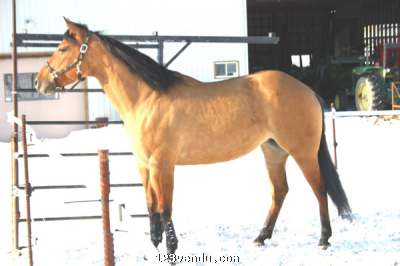 Annonces classees img:preview JUMENT PAINT***BRENNAS***