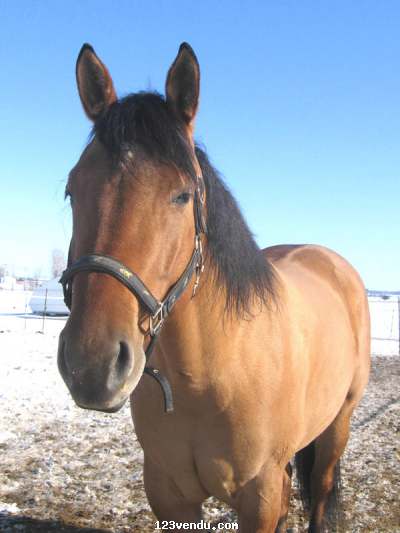 Annonces classees img:2 