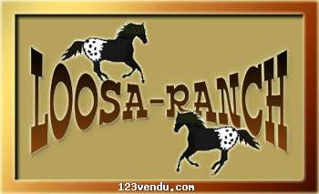 Annonces classees img:preview Élevage appaloosa