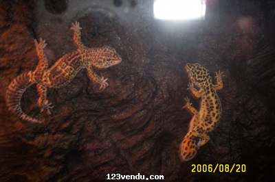 Annonces classees img:preview gecko