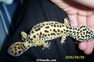 Annonces classees img:1 