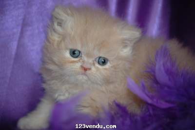 Annonces classees img:preview SUPERBE CHATONS PERSANS