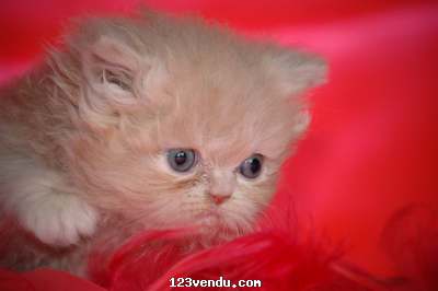 Annonces classees img:1 