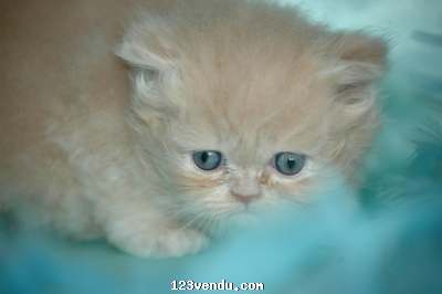 Annonces classees img:2 