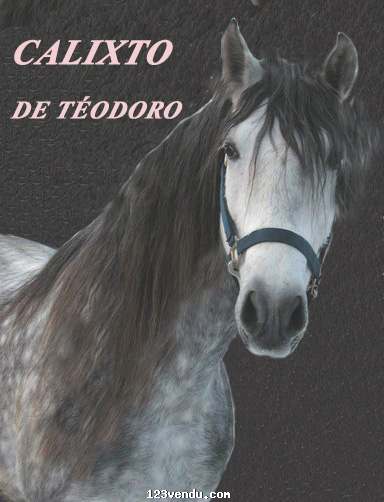 Annonces classees img:preview Semence Calixto de Téodoro - cheval Andalou