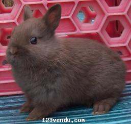 Annonces classees img:preview Plusieur Lapin à vendre plus de 20 races Disponible
