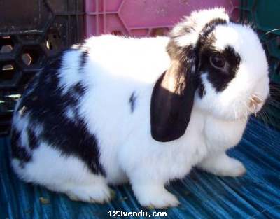 Annonces classees img:1 