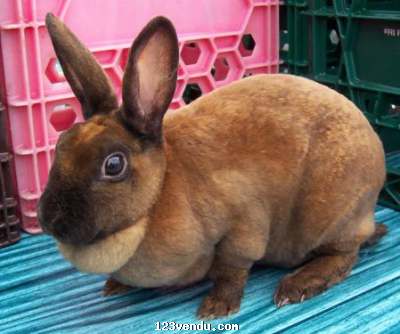 Annonces classees img:2 