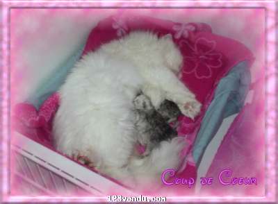 Annonces classees img:1 