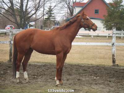 Annonces classees img:1 