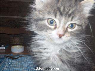 Annonces classees img:preview jolies chatons