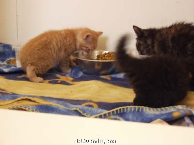 Annonces classees img:2 