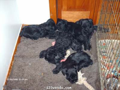Annonces classees img:preview schnauzer-nain