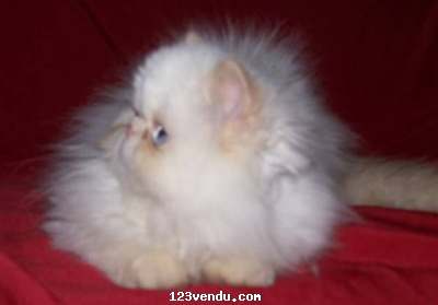 Annonces classees img:preview vente de chatons persans