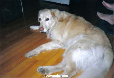 Annonces classees img:preview Labrador croisé Terre-neuve à donner