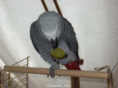 Annonces classees img:preview ventes de pêrroquets gris du gabon