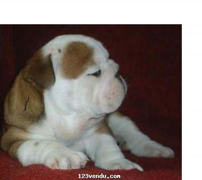 Annonces classees img:preview ventes de chiots bouldog français