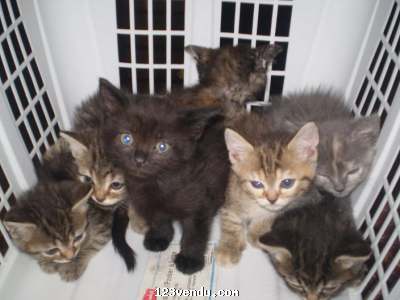 Annonces classees img:preview chaton a vendre