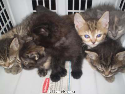 Annonces classees img:2 