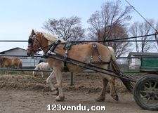 Annonces classees img:preview haflinger
