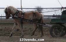 Annonces classees img:1 