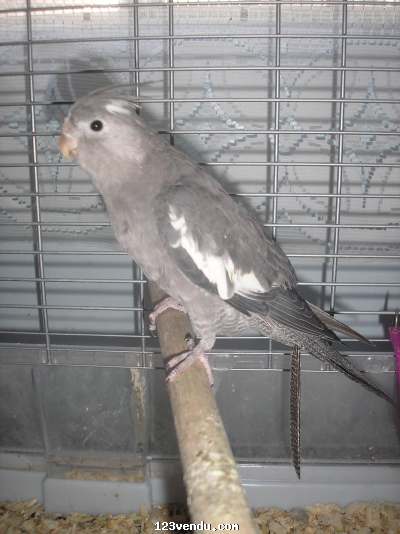 Annonces classees img:preview  cockatiel nourri a la main