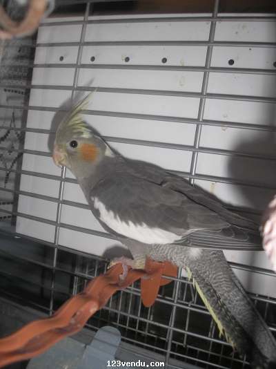 Annonces classees img:1 