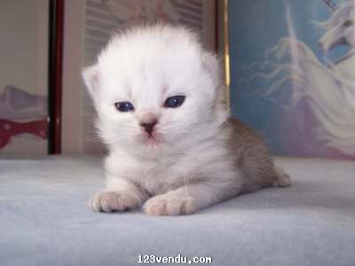 Annonces classees img:preview ÉLEVAGE PERSAN  HIMALAYEN CHATTERIE CHAT PURE CCA
