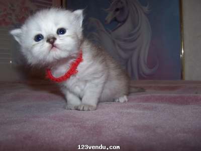 Annonces classees img:1 