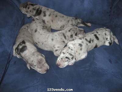 Annonces classees img:preview chiot danois