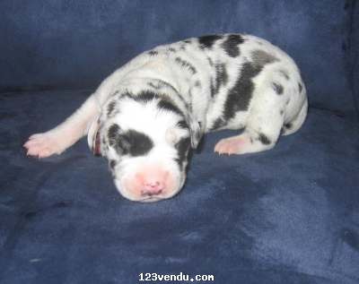 Annonces classees img:1 