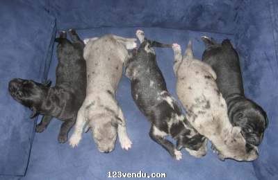 Annonces classees img:2 